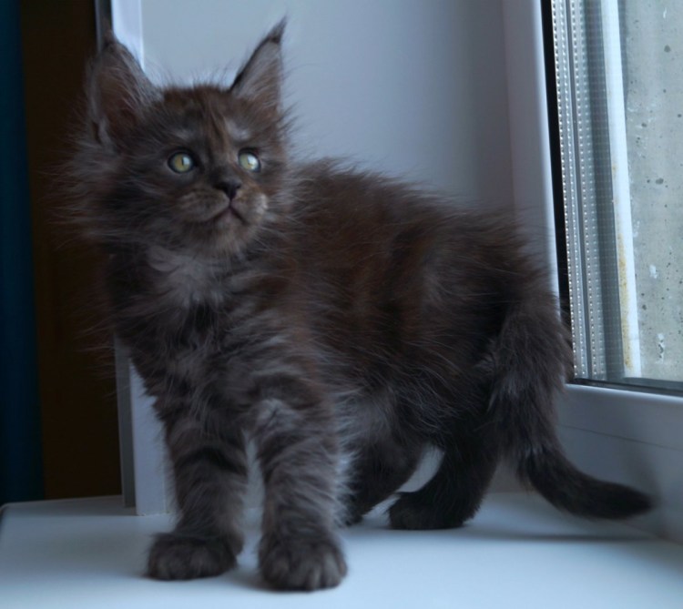 Мейн кун черный полосатый котенок