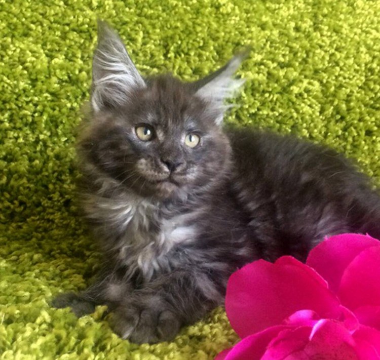 Мейн кун окрас черный дым