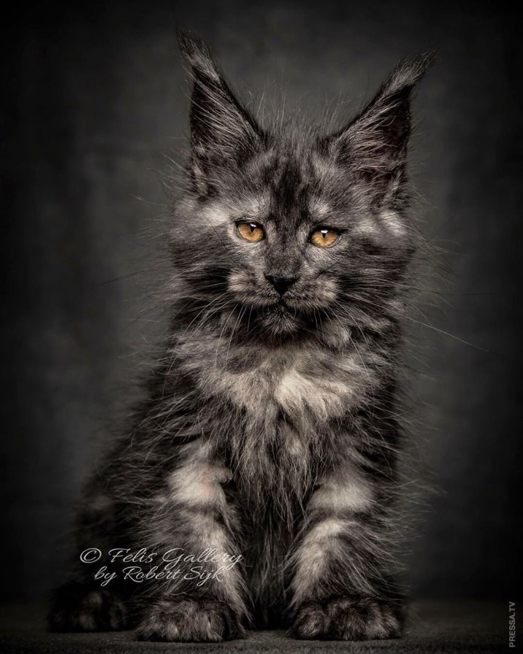 Кот Мейн кун черный