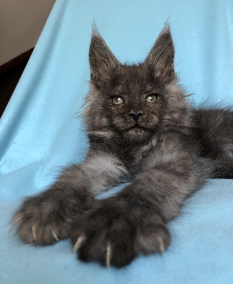 Мейн кун лиловый