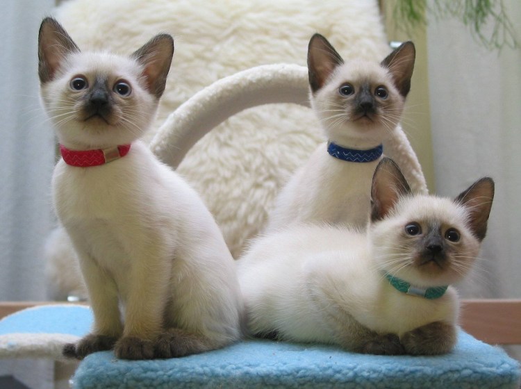 Сиамская беспородная кошка