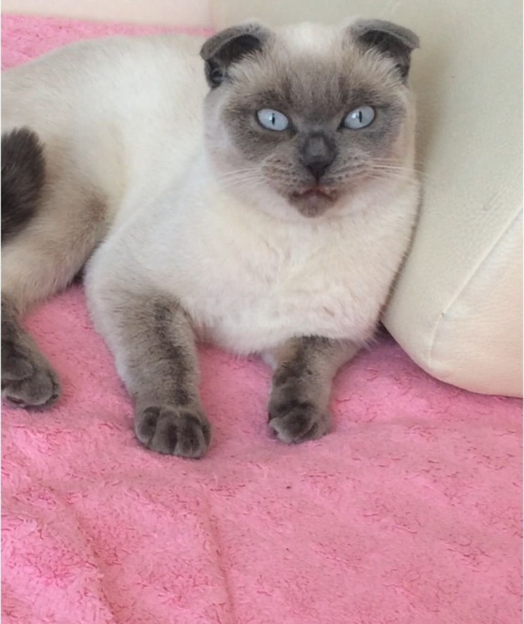 Котенок Гав сиамский