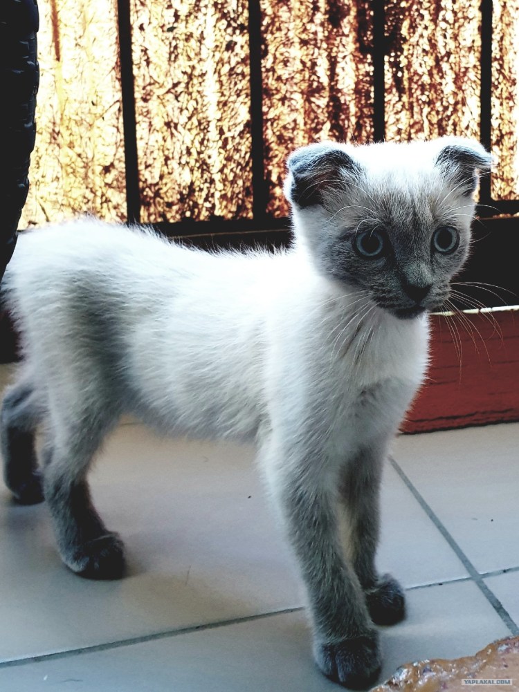 Смесь сиамской кошки