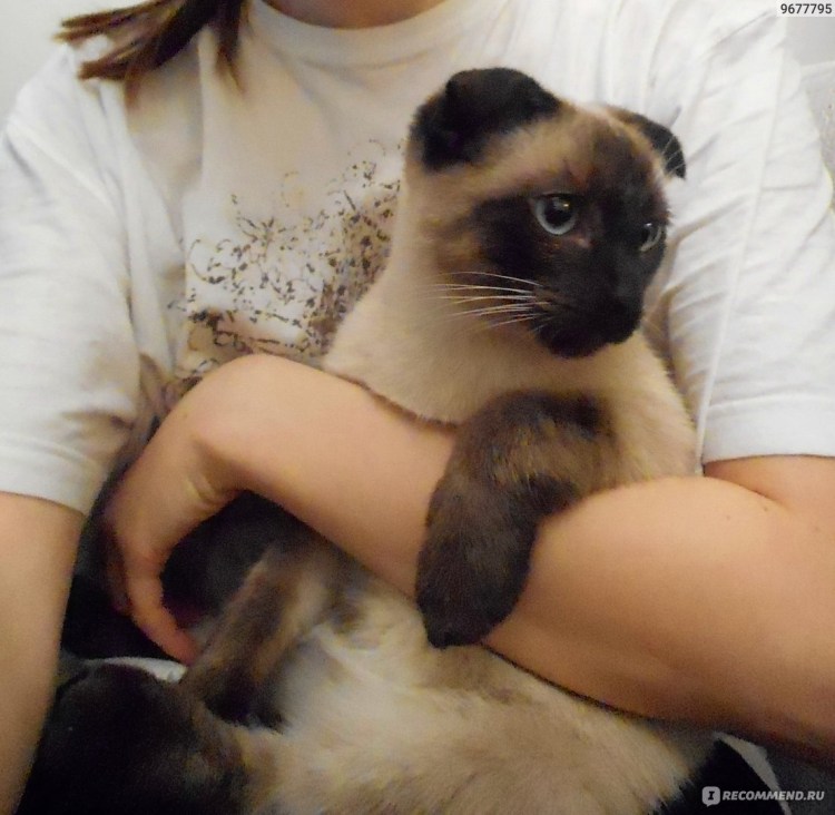 Шотландская вислоухая кошка колор Пойнт