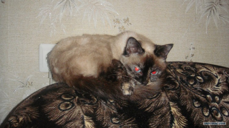 Две сиамские кошки