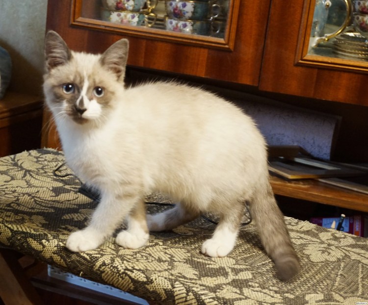 Котята породы тонкинез