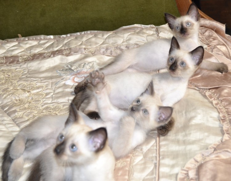 Метис Сиамская кошка Бомбейская