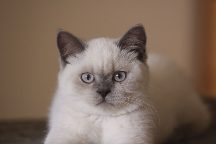 Невская гималайская Сиамская кошка