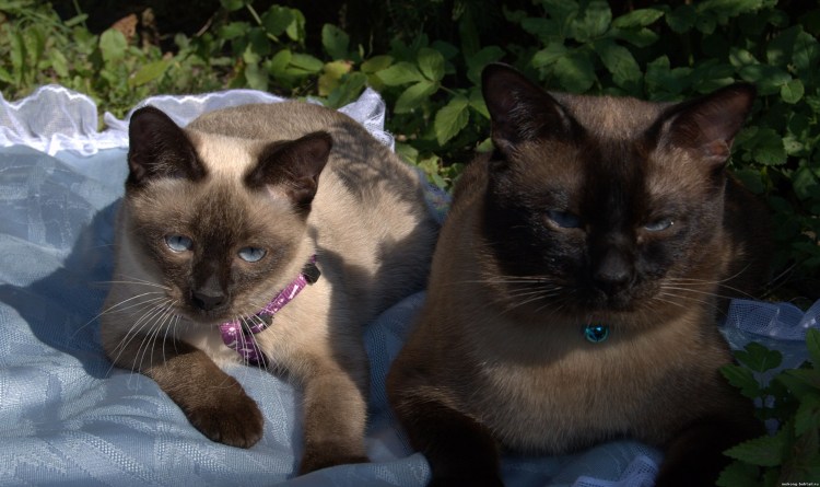 Сиамский кот метис