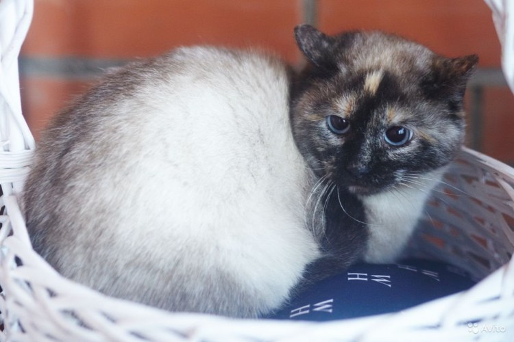 Смесь сиамской кошки