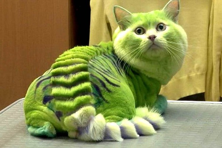 Стрижка кошки под дракона