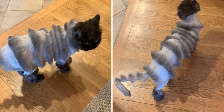 Необычные стрижки кошек