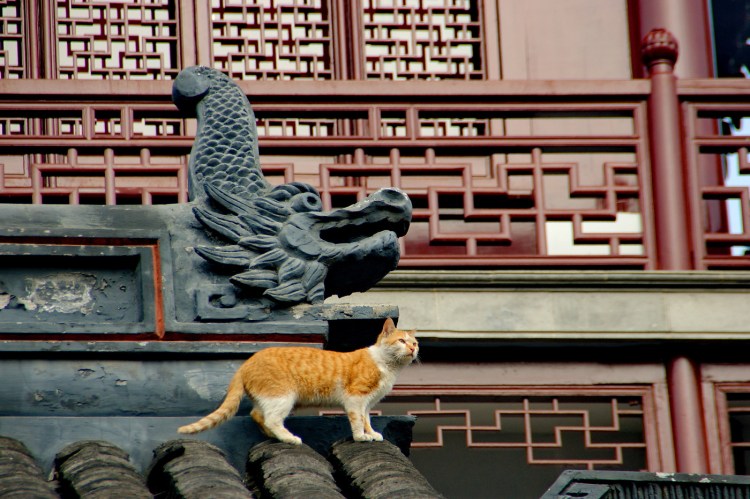 Стрижка кошки под динозавра