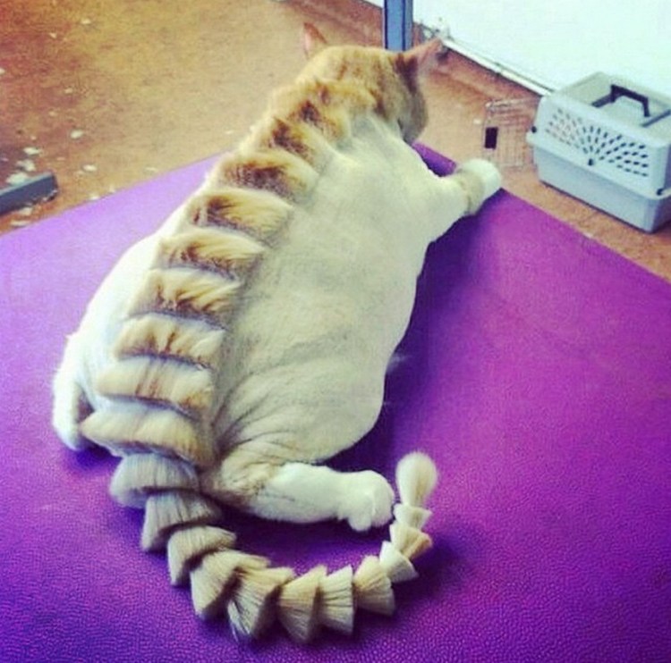 Необычные стрижки кошек