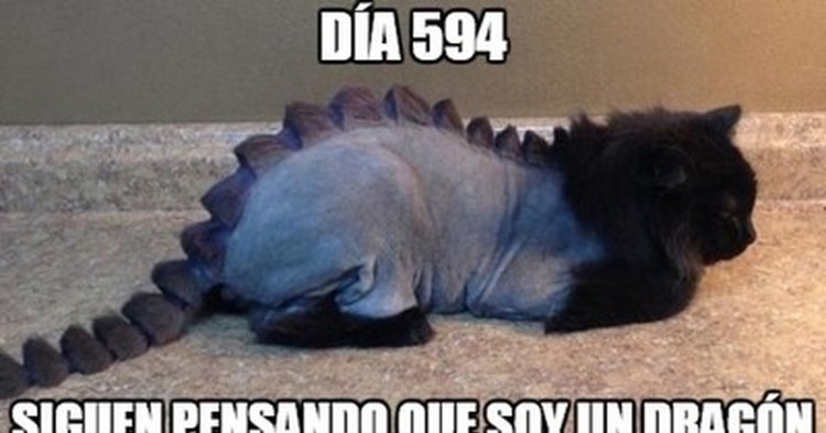 Стрижка кота дракончик