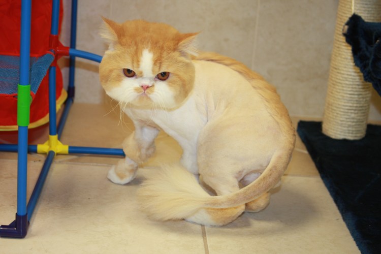 Стриженный кот