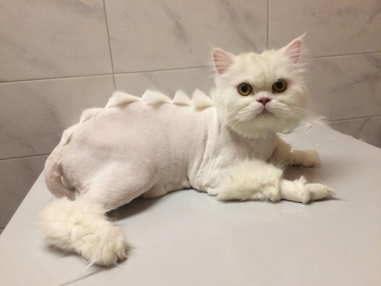Кот дракон стрижка