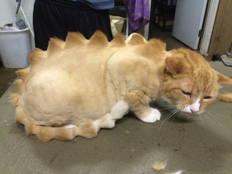 Стрижка кота динозавр