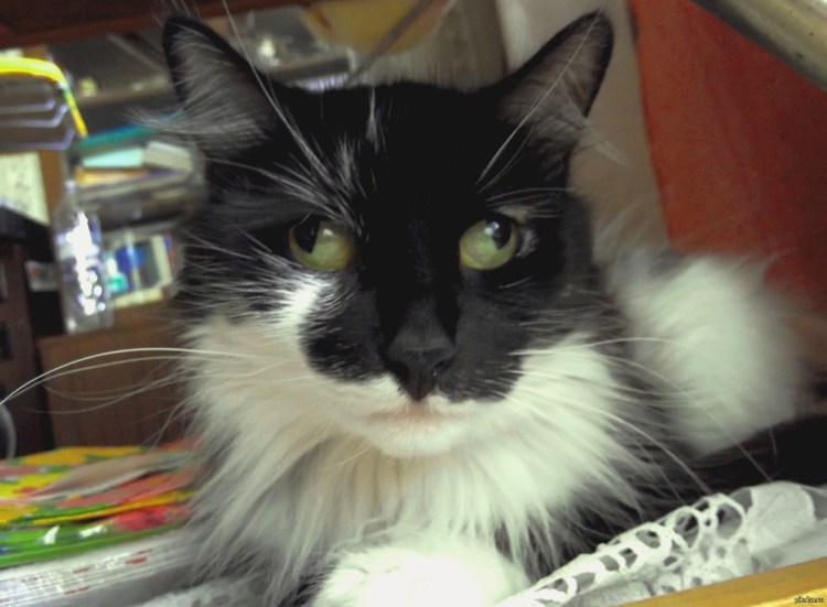 Косые кошки