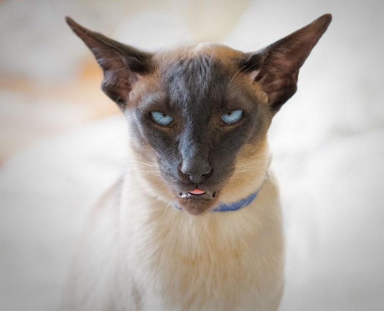 Кот с языком Мем косоглазый