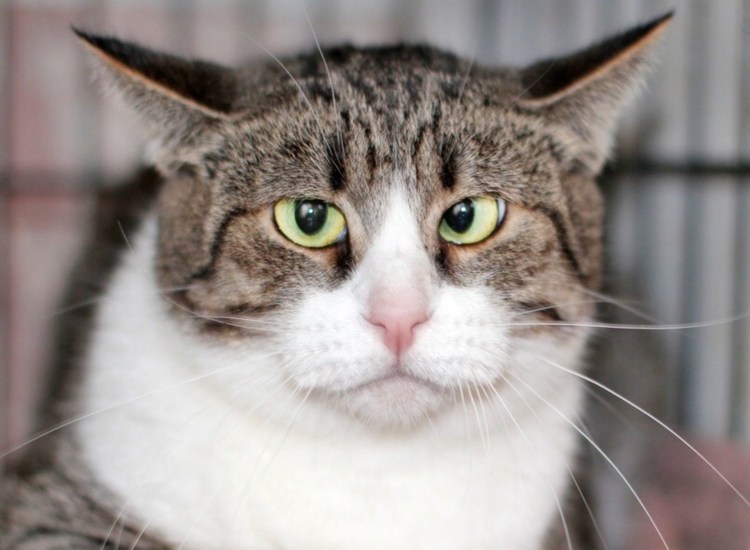 Тайская кошка косоглазие