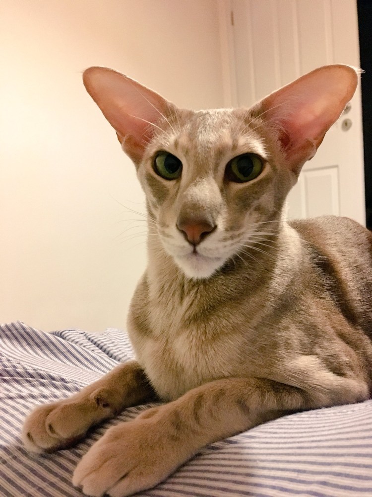 Кошка с косыми глазами