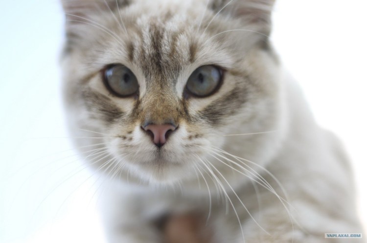 Косоглазые коты порода Сиам