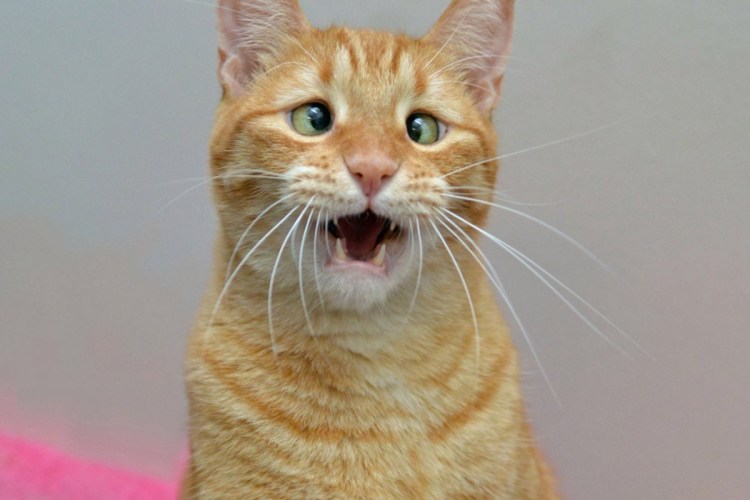 Смешные кошки