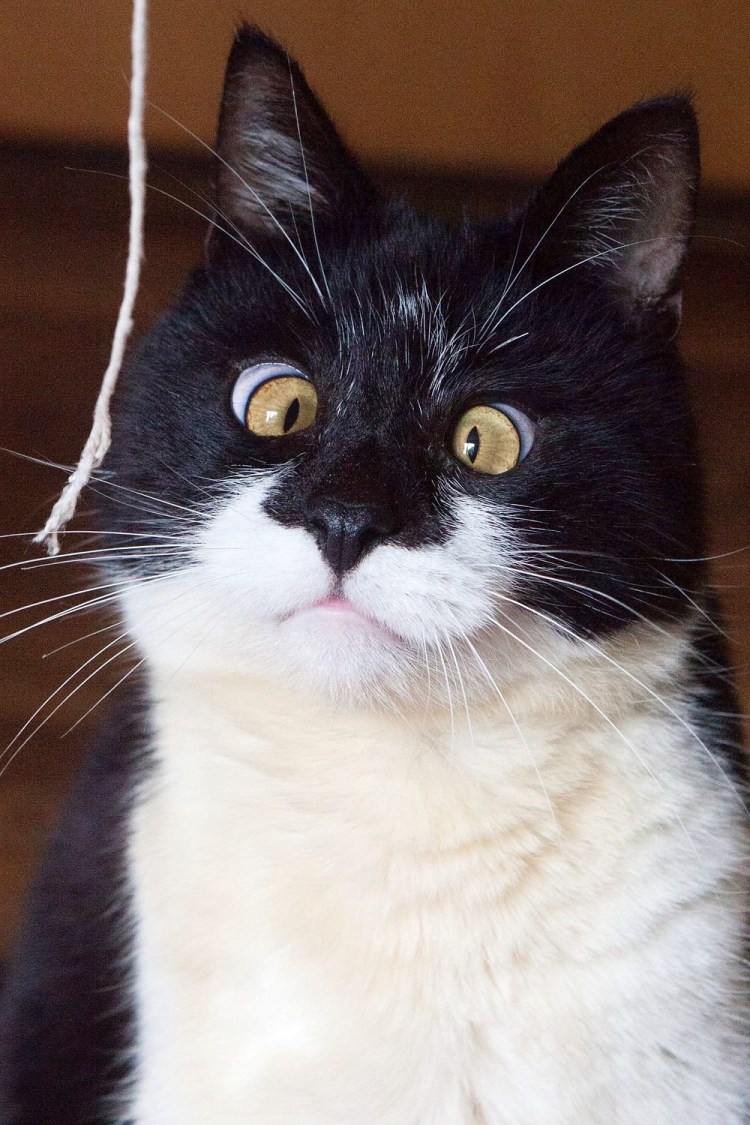 Упоротые коты