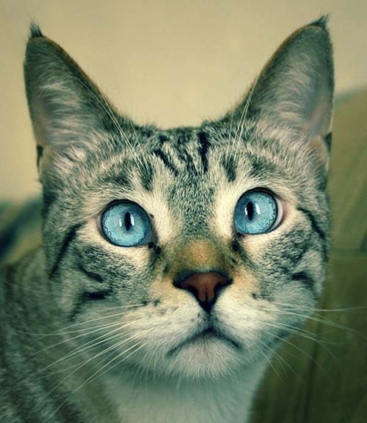 Сиамские коты косоглазые