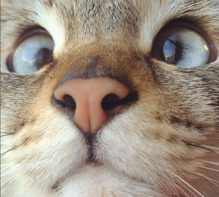 Косоглазый кот