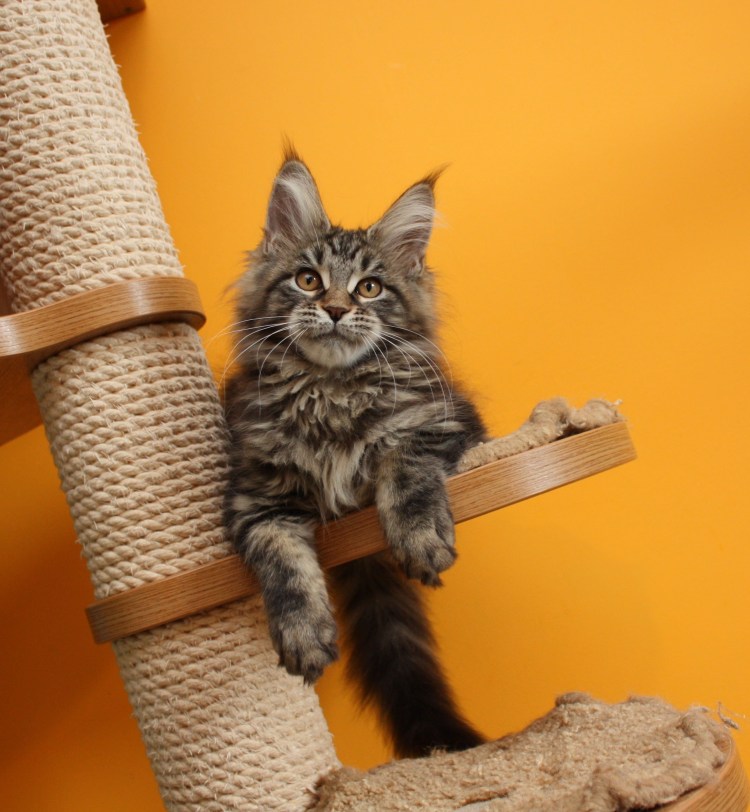 Кот Мейн кун