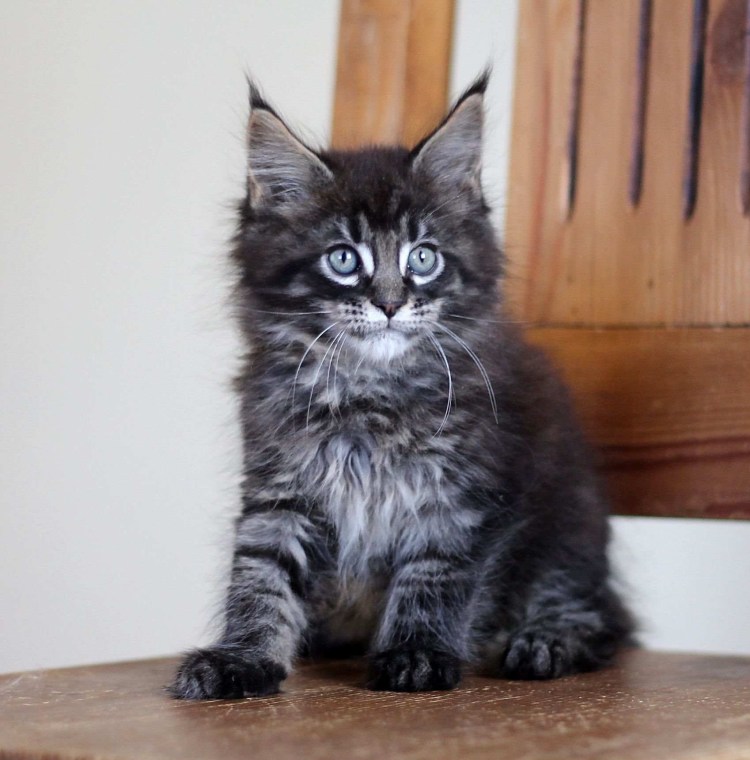 Обои на рабочий стол Мейн кун мраморный