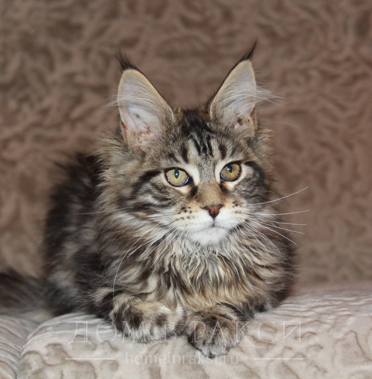 Карликовый Мейн кун фото