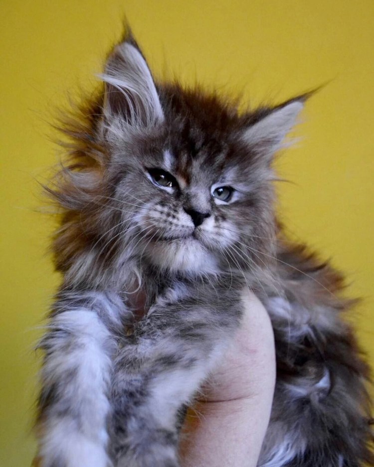 Кошка Мейн кун