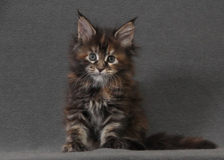 Европейский Мейн кун