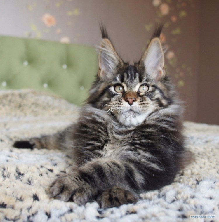 Мейн кун циннамон