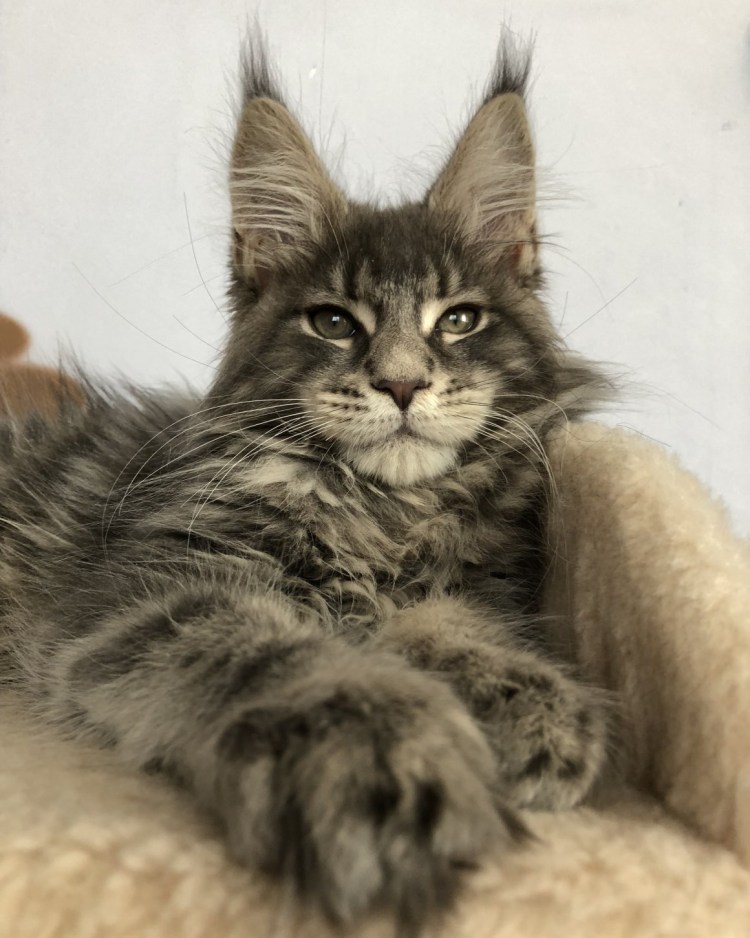 Котята Мейн кун