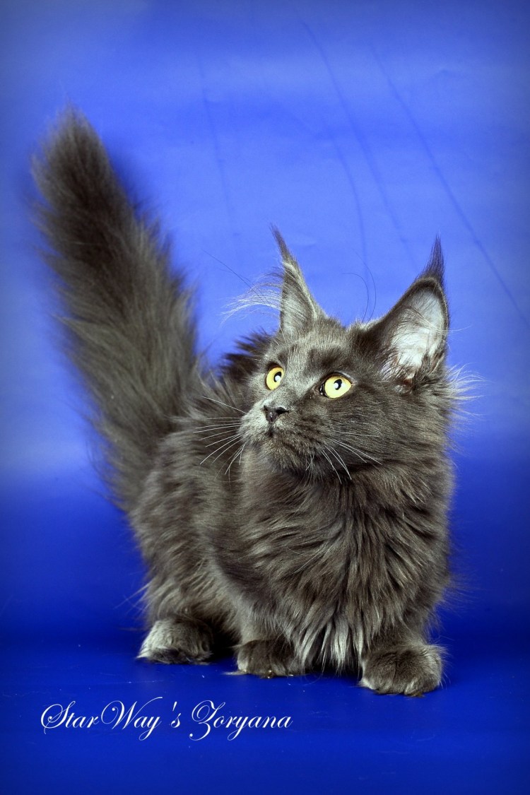 Камышовый Мейн кун