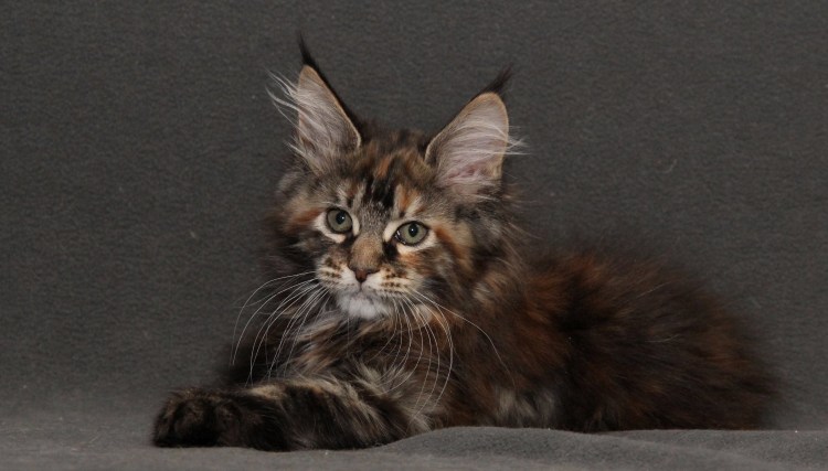 Американский Мейн кун