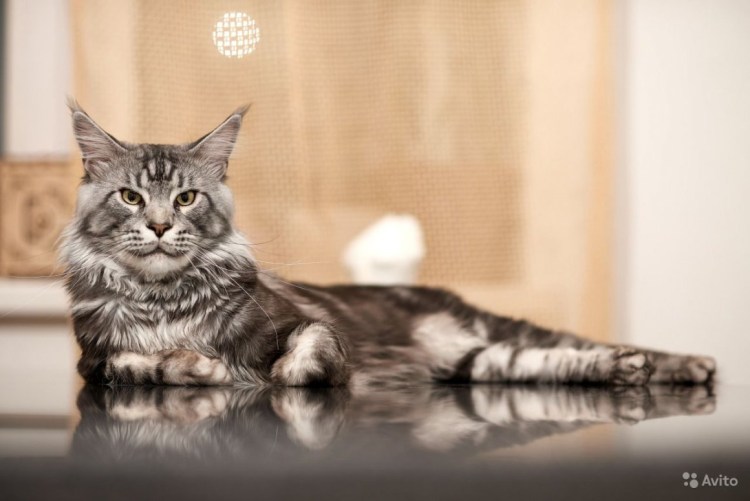 Котята Мейн куна