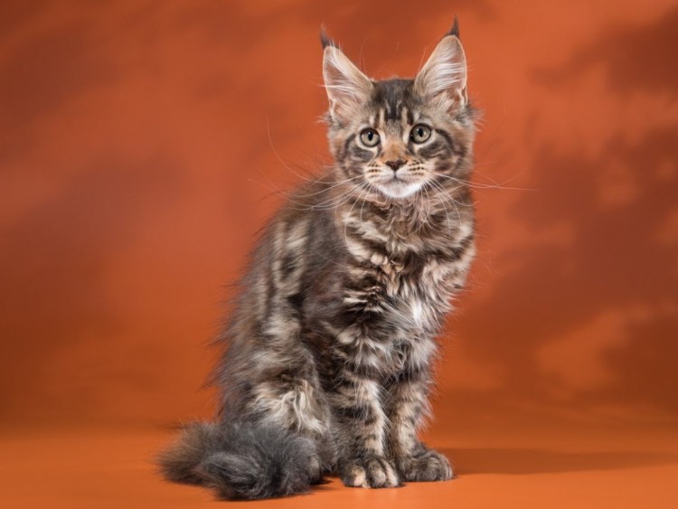 Мейн кун короткошерстный