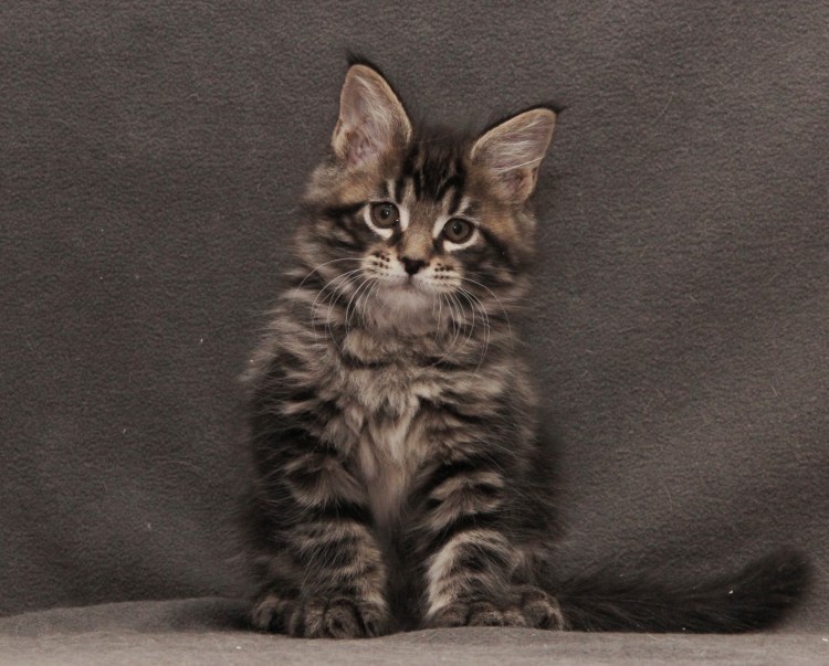 Кот Мейн кун