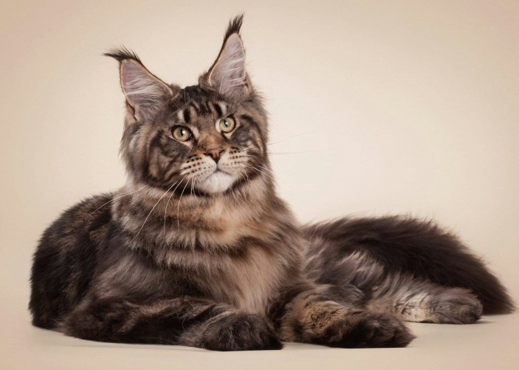 Карликовый Мейн кун котята