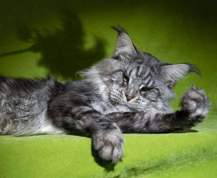 Кот Мейн кун