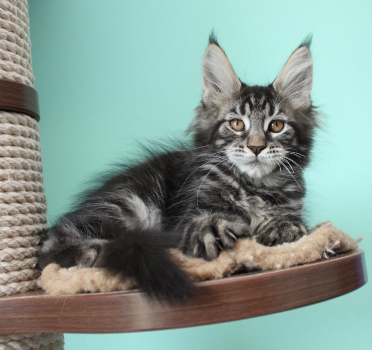 Мейн куны порода кошек