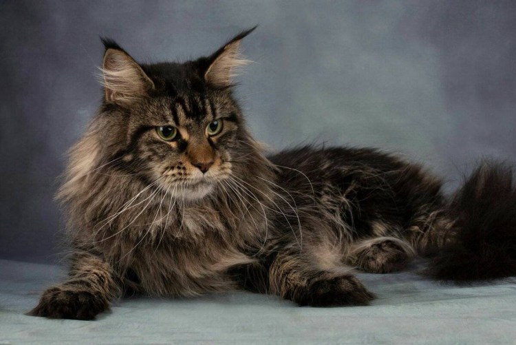 Кот Мейн кун