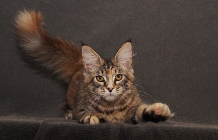 Мейн кун 20 кг