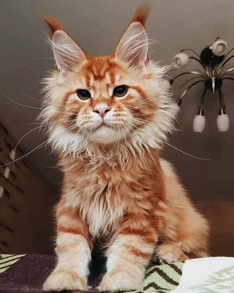 Черный котенок Мейн куна