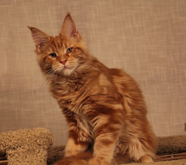 Мейн кун циннамон